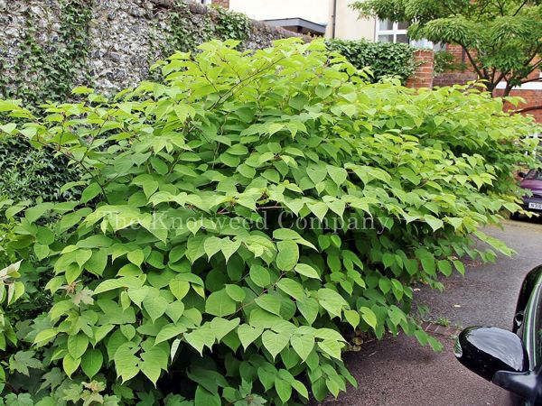 A stand of Japanese knotweed