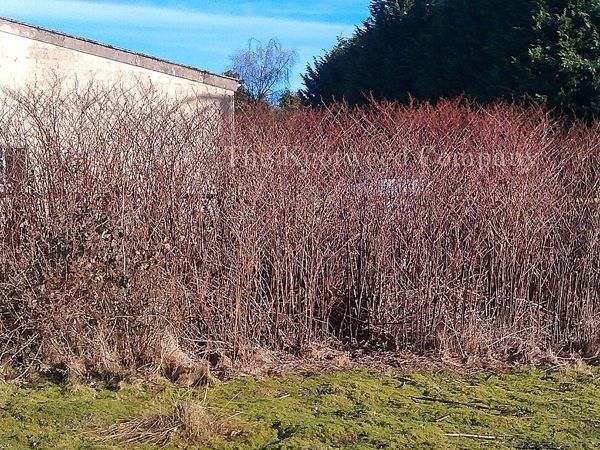>A mature Japanese knotweed stand during the winter months, showing upright dead stems