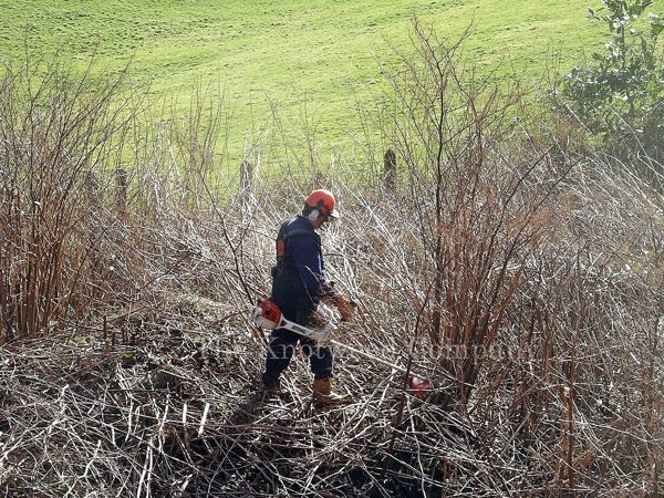 Winter brushcut operations on a large Japanese knotweed stand
