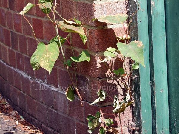 Japanese knotweed growing through a poorly-maintained wall