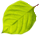 knotweed leaf