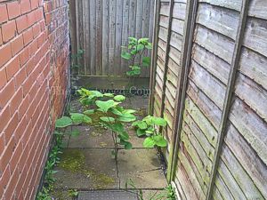 Japanese knotweed emerging through a pathway in Leicester