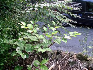 Japanese knotweed growing in a garden in Shropshire